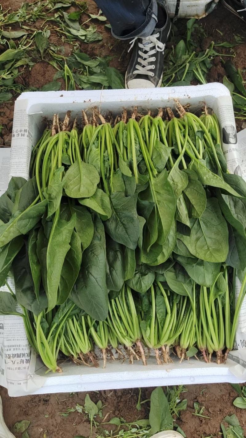 云南蔬菜，菠菜，一手货源，冷库打冷，加工可送昆明市区，
