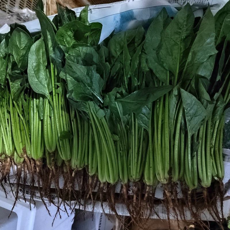 云南蔬菜，菠菜，一手货源，冷库打冷，加工可送昆明市区，