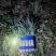 开封尖叶莴笋红叶莴苣三青莴笋不空心大量供应