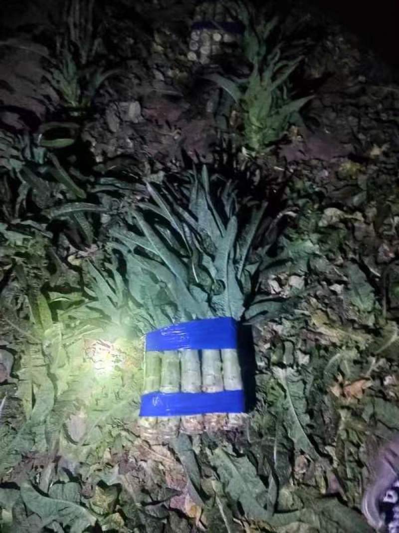 开封尖叶莴笋红叶莴苣三青莴笋不空心大量供应