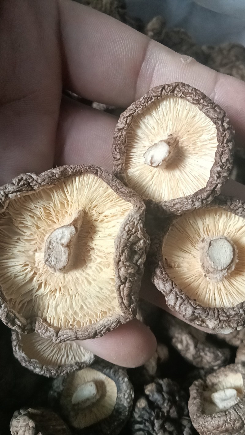 干货香菇，冬季香菇，质量好，按客户要求分级挑选，大量供应