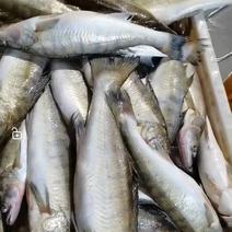 原条梭鲈九道黑雪龙鱼货源充足可视频欢迎