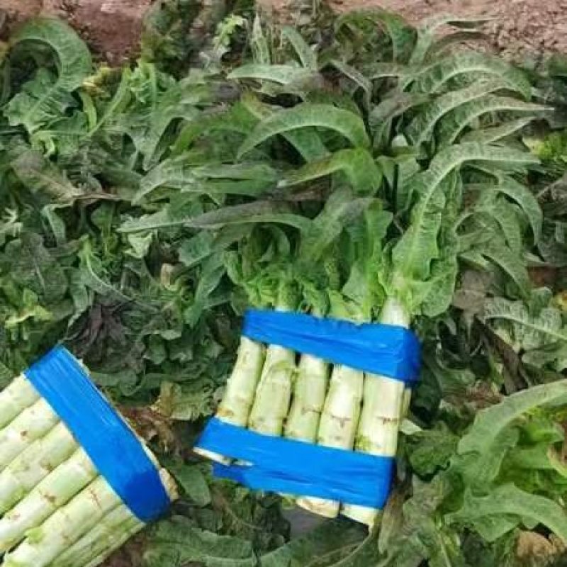 甄选莴笋开封莴苣三青皮莴笋红叶香莴苣大量供应