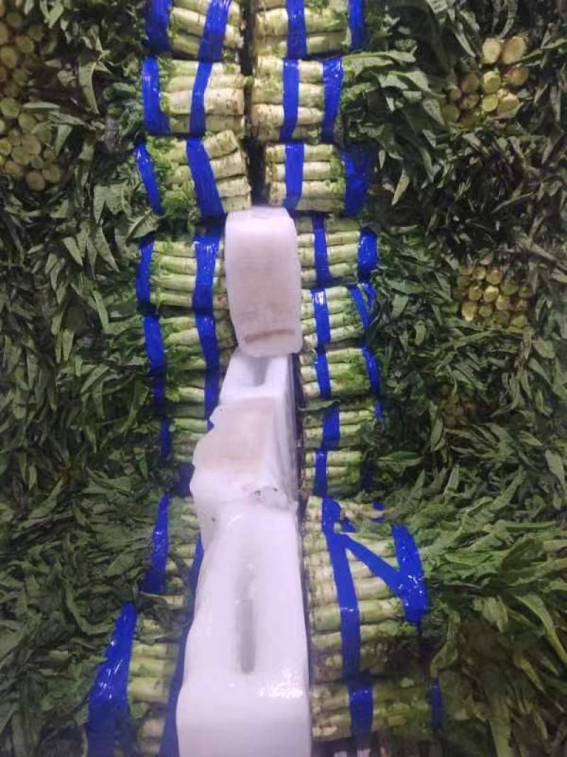 甄选莴笋开封莴苣三青皮莴笋红叶香莴苣大量供应