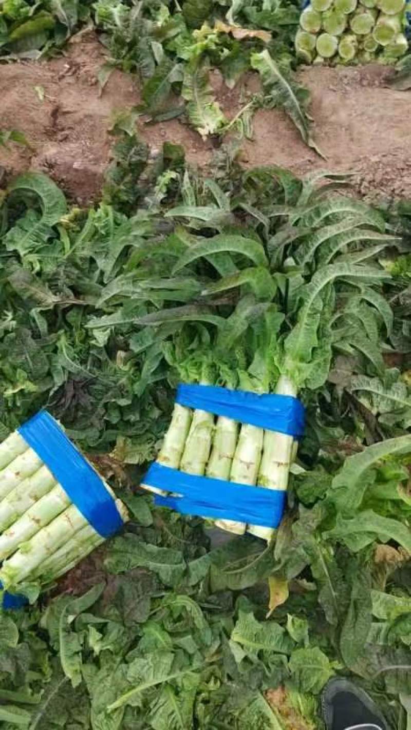 甄选莴笋开封莴苣三青皮莴笋红叶香莴苣大量供应