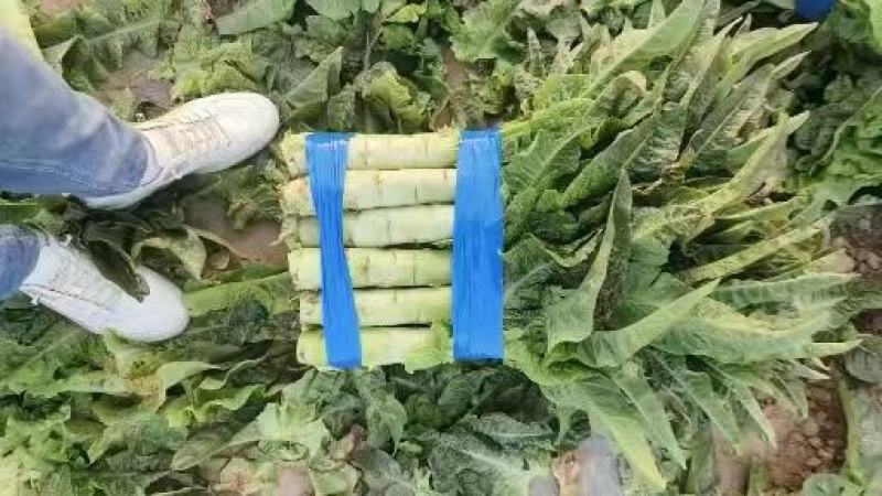 甄选莴笋开封莴苣三青皮莴笋红叶香莴苣大量供应