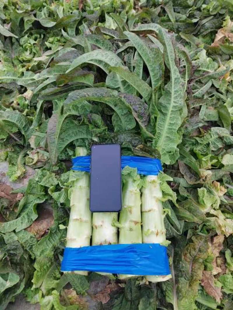 甄选莴笋开封莴苣三青皮莴笋红叶香莴苣大量供应