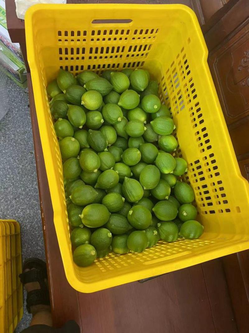 广东柠檬香水柠檬一手货源产地直发货源充足欢迎订购