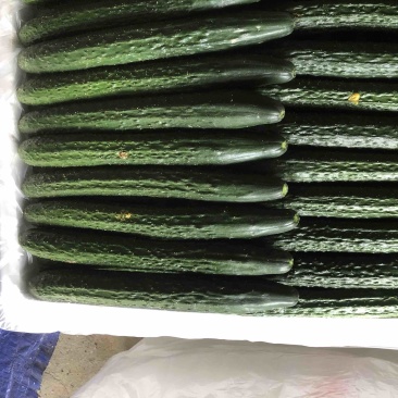 福建密刺黄瓜，大量上市，青肉，细条，价格便宜，欢迎下单