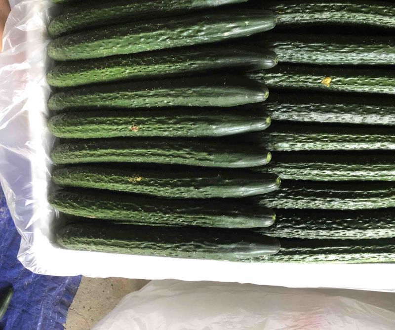 福建密刺黄瓜，大量上市，青肉，细条，价格便宜，欢迎下单