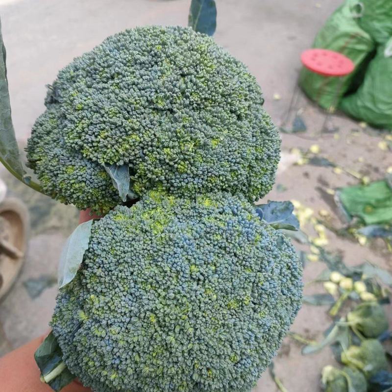 西兰花【耐寒优秀西兰花】河南西蓝花产地一手出货货源充足