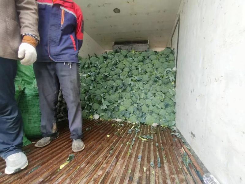 西兰花【耐寒优秀西兰花】河南西蓝花产地一手出货货源充足