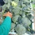 西兰花【耐寒优秀西兰花】河南西蓝花产地一手出货货源充足