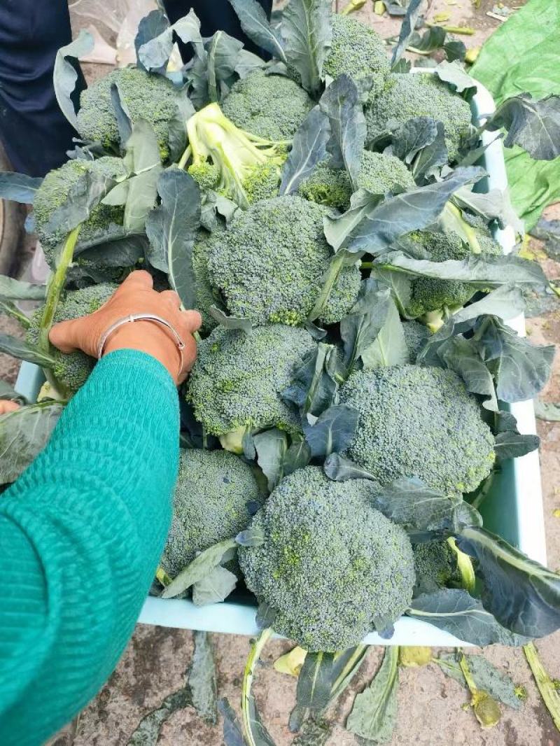 西兰花【耐寒优秀西兰花】河南西蓝花产地一手出货货源充足