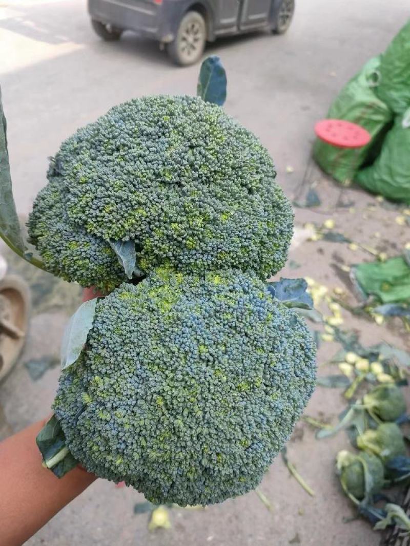 西兰花【耐寒优秀西兰花】河南西蓝花产地一手出货货源充足