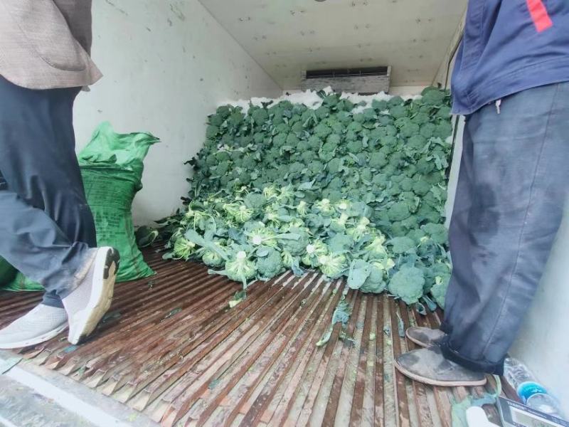 西兰花【耐寒优秀西兰花】河南西蓝花产地一手出货货源充足