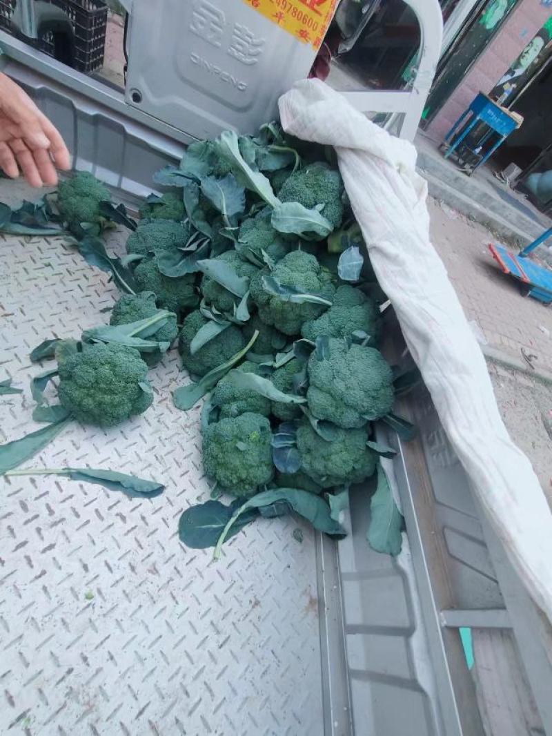 西兰花【耐寒优秀西兰花】河南西蓝花产地一手出货货源充足