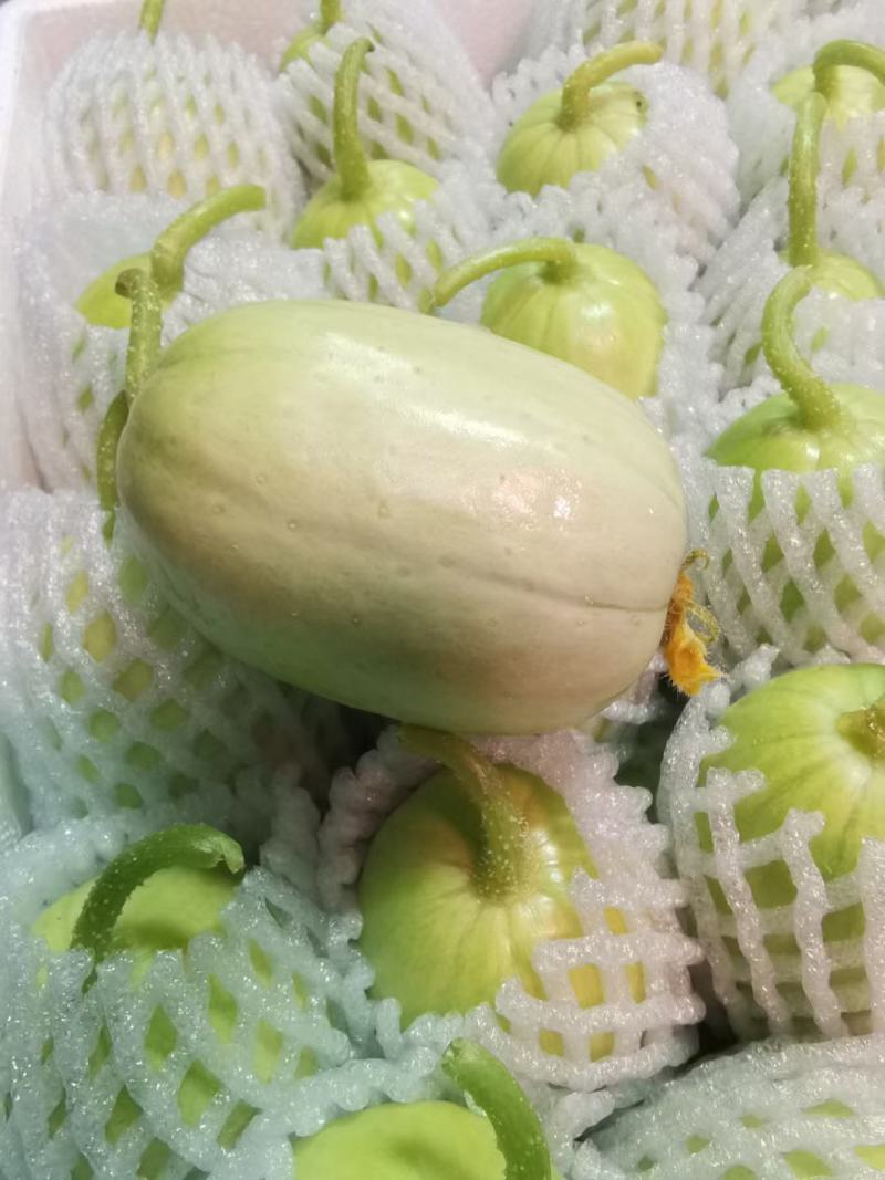 水果黄瓜玉女黄瓜，拇指黄瓜