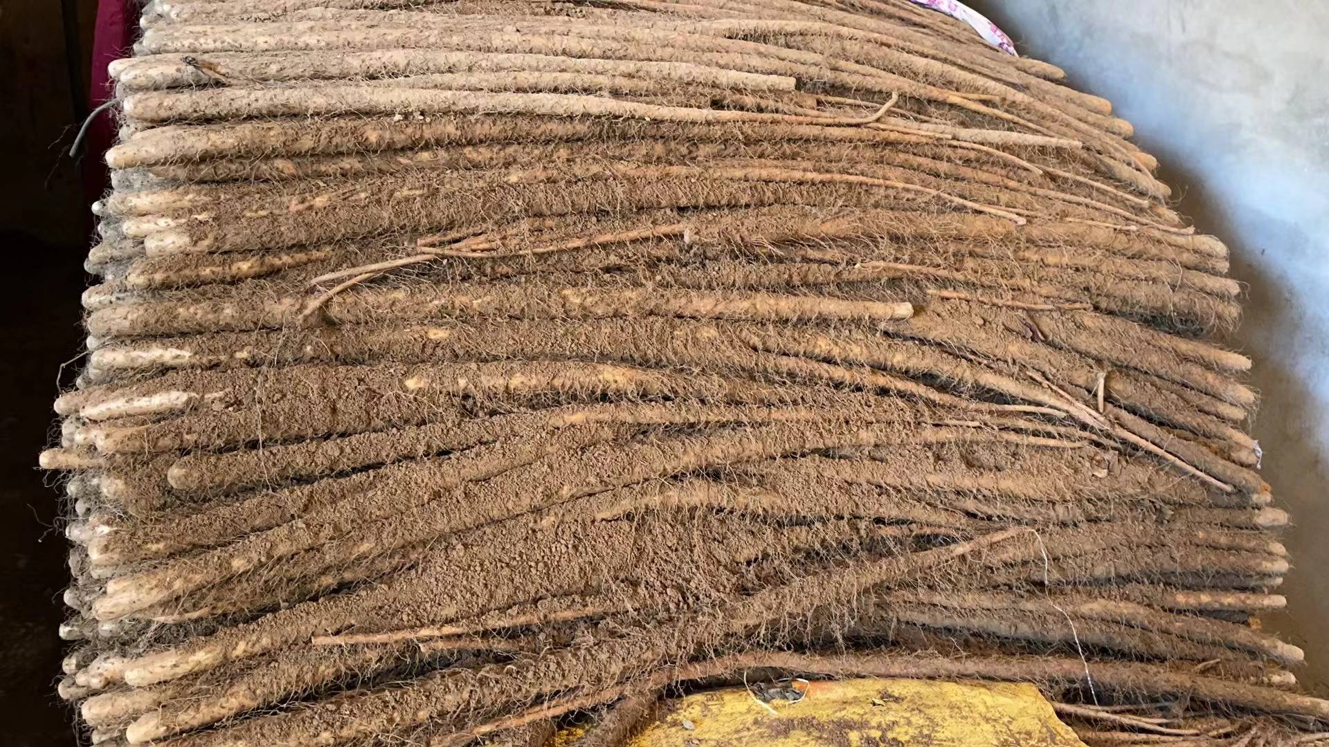 垆土铁棍山药实物图