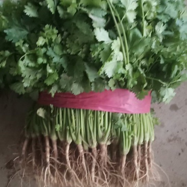 香菜大量现货上市
