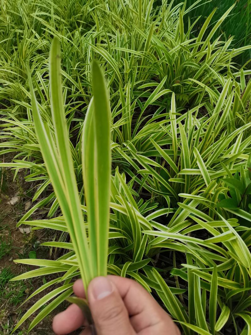 金边麦冬草（金边阔叶麦冬）自产自销量大从优