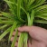 金边麦冬草（金边阔叶麦冬）自产自销量大从优