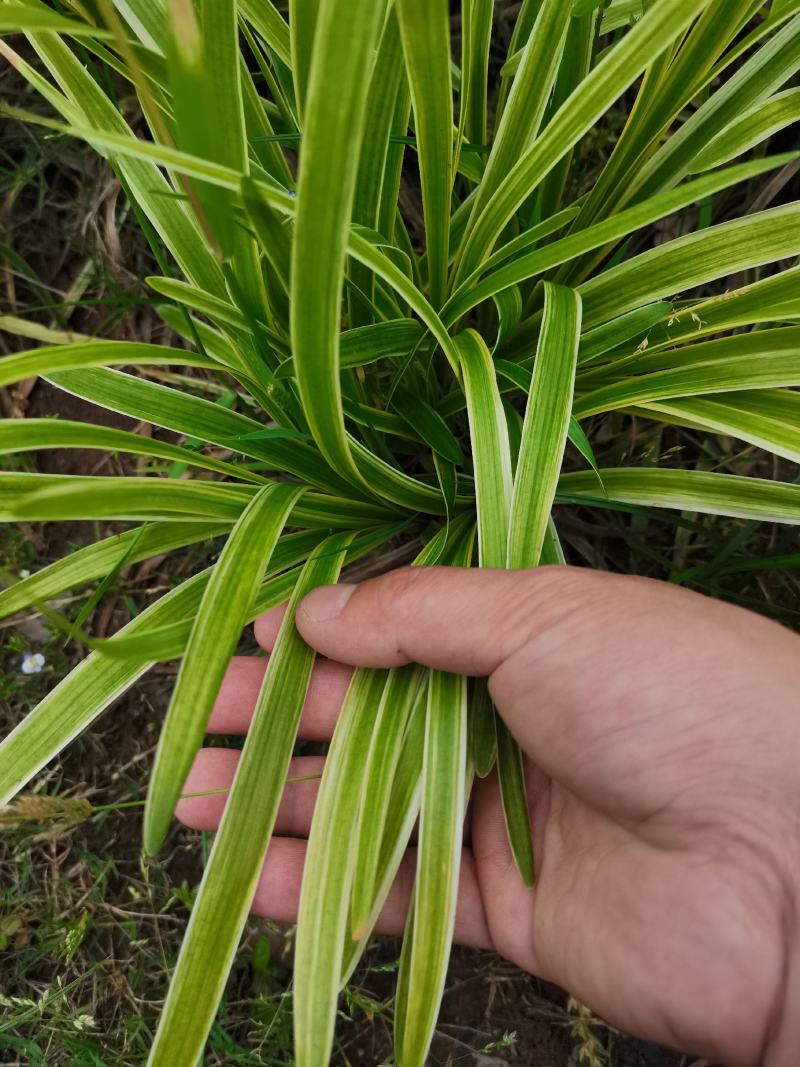 金边麦冬草（金边阔叶麦冬）自产自销量大从优