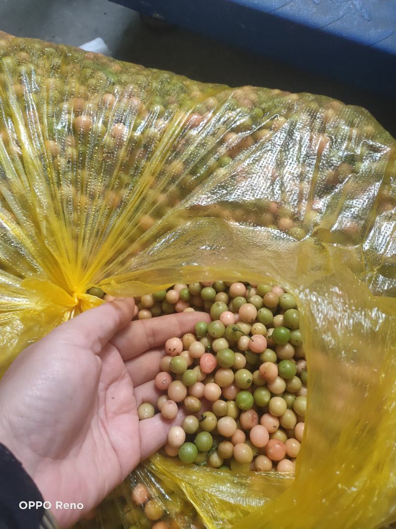 地苦胆种子，金果榄种子