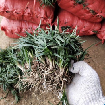 矮麦冬草（玉龙草）基地一手货源自产自销量大从优