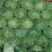 河北保定蔬菜，大量上市质优价廉
