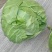 河北保定蔬菜，大量上市质优价廉