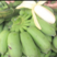 【清洗服务】精选小米蕉西贡蕉大量现货产地直发供应档口