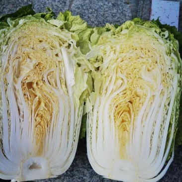 河北保定蠡县，黄心大白菜，货源充足稳定，欢迎各大老板采购