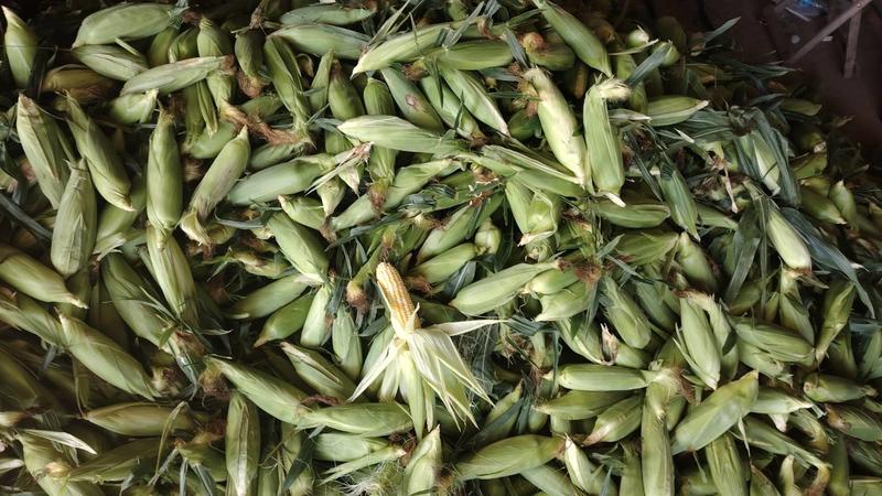 云南玉米/水果玉米/高原水果玉米/精品玉米供应各大商超市场