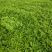 芦蒿
