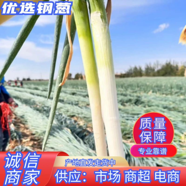 甘肃民勤沙地优质钢葱大量现货原产地发货欢迎咨询