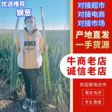甘肃民勤沙地优质钢葱物美价廉，产地一手货源，可视频看货