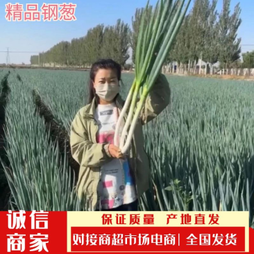 甘肃沙地精品钢葱大量上市产地直销一手货源