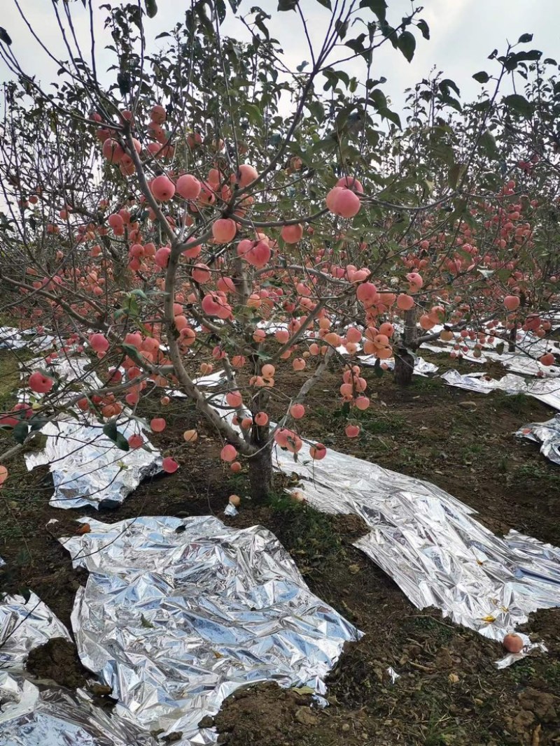 红富士苹果辽宁苹果现货供应规格齐全随到随装全国代发