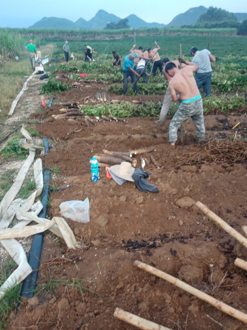 柳州黑鬼山药大量上市，货源充足，价钱便宜