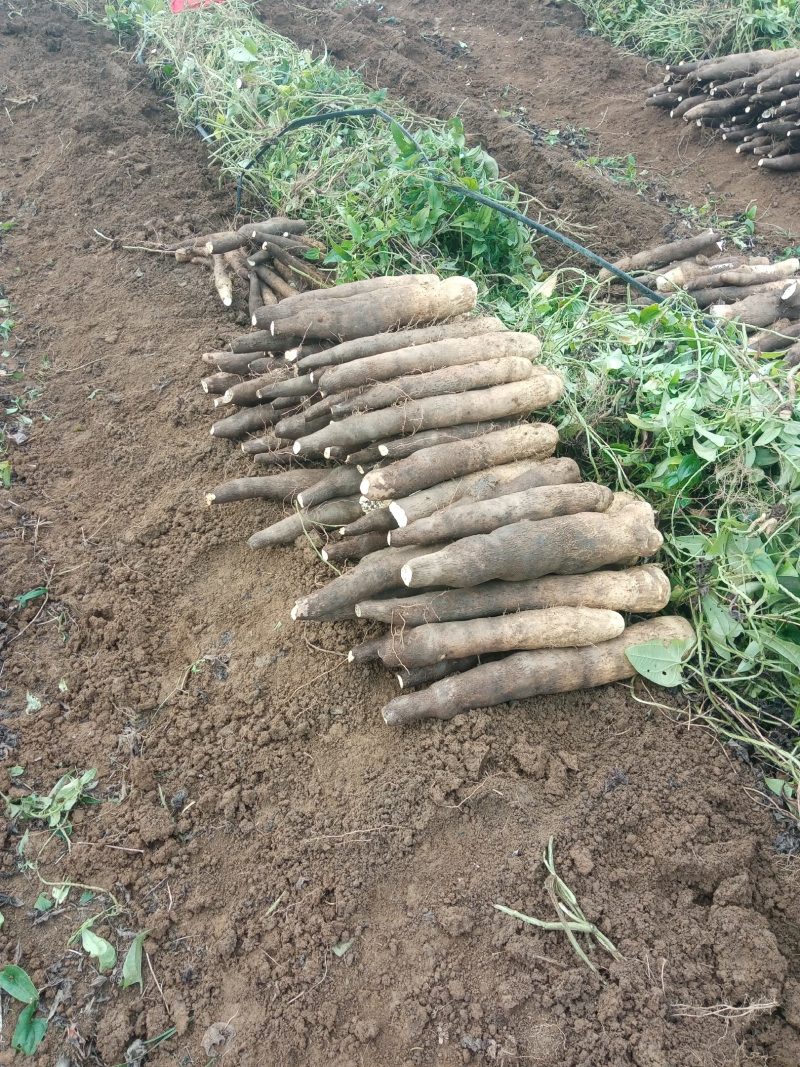 柳州黑鬼山药大量上市，货源充足，价钱便宜