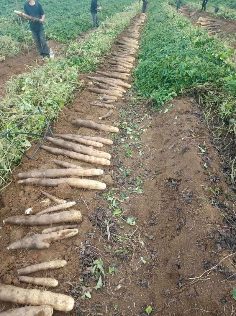 柳州黑鬼山药大量上市，货源充足，价钱便宜