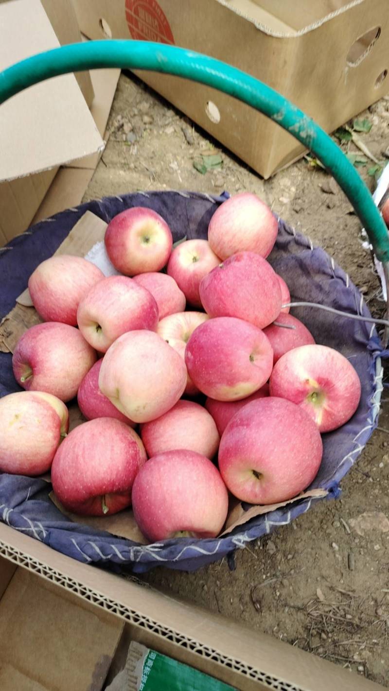 苹果辽宁寒富苹果大量上市一手货源量大从优