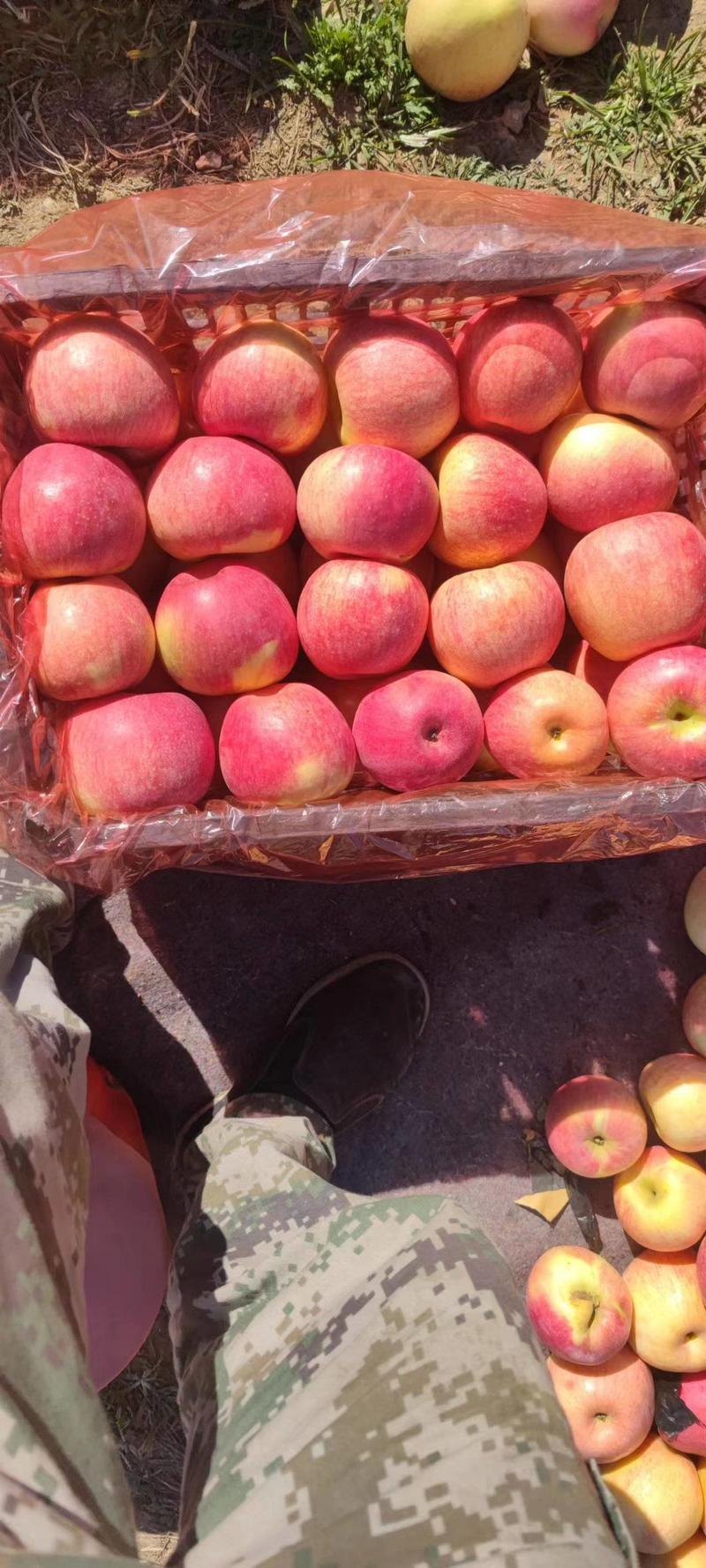 苹果辽宁寒富苹果大量上市一手货源量大从优