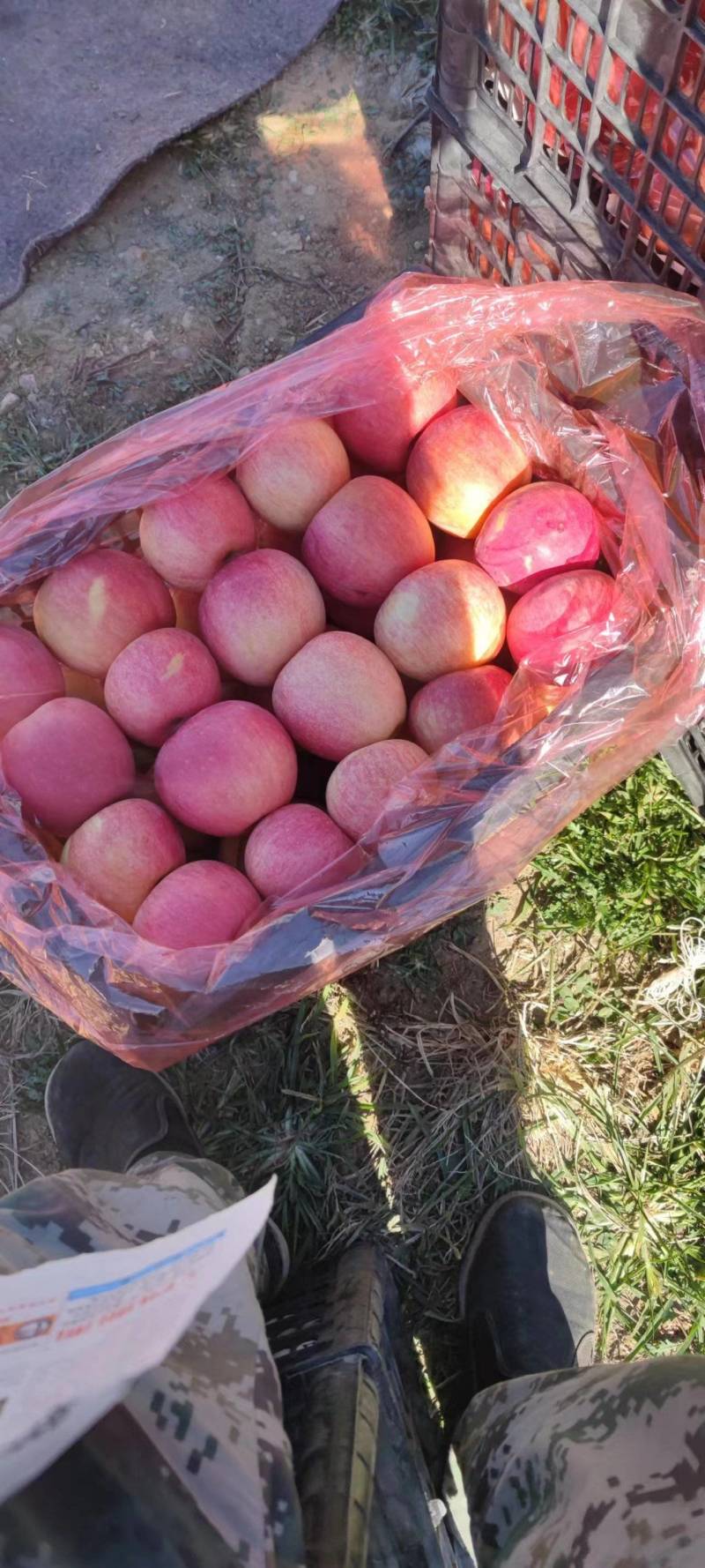 苹果辽宁寒富苹果大量上市一手货源量大从优