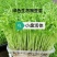 精品活体豌豆苗，可发活体，可发剪好的