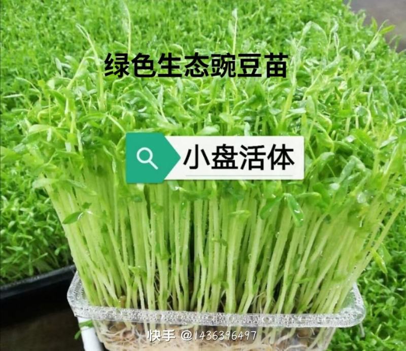 精品活体豌豆苗，可发活体，可发剪好的