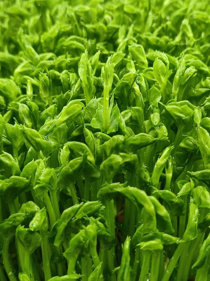 精品活体豌豆苗，可发活体，可发剪好的