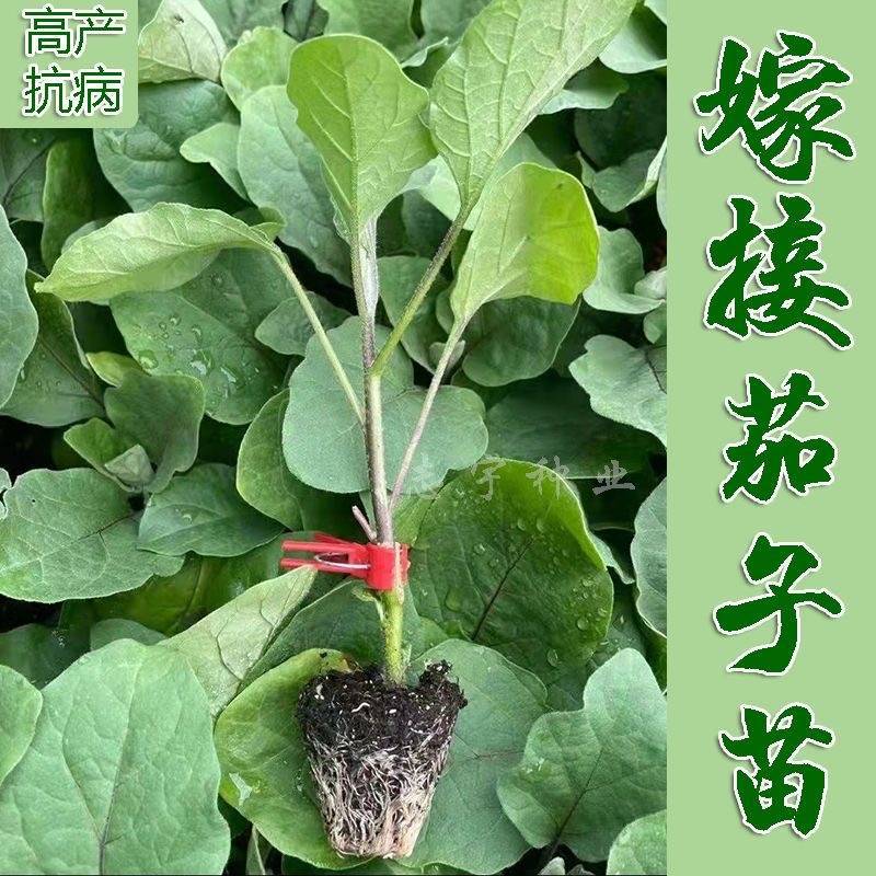 精品茄子苗嫁接茄子苗壮苗发货根系发达量大从优欢迎咨询