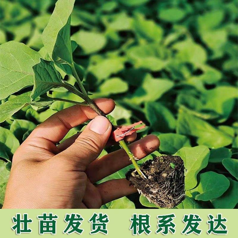 精品茄子苗嫁接茄子苗壮苗发货根系发达量大从优欢迎咨询